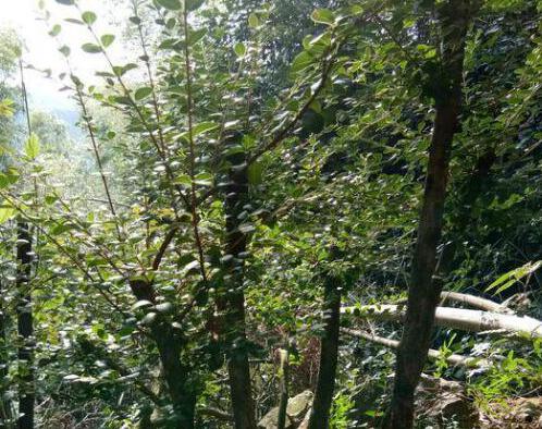 原始森林找赤楠古桩,挖野生赤楠盆景