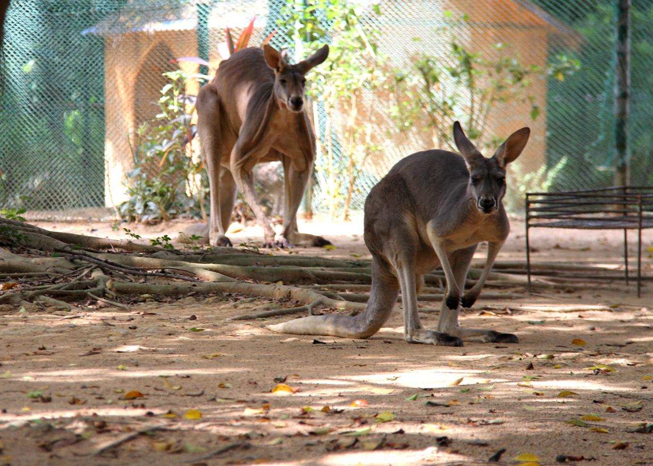 6岁母虎备受牙痛折磨，牙医为它换上“金牙”后，故意张嘴炫耀