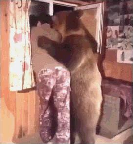 熊是属于什么类的,熊是怎样的动物