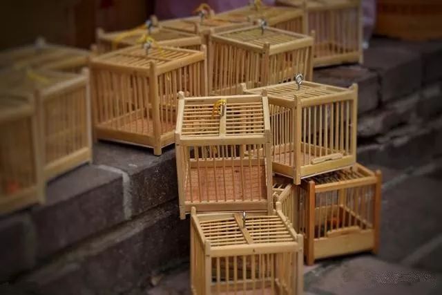 鸟笼子收藏大全,鸟笼收藏重器