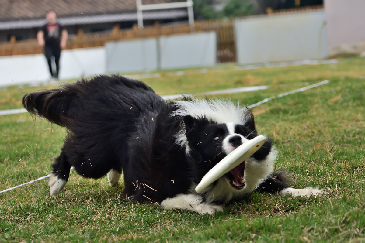 边境牧羊犬为什么难饲养,边境牧羊犬为什么很少有人养