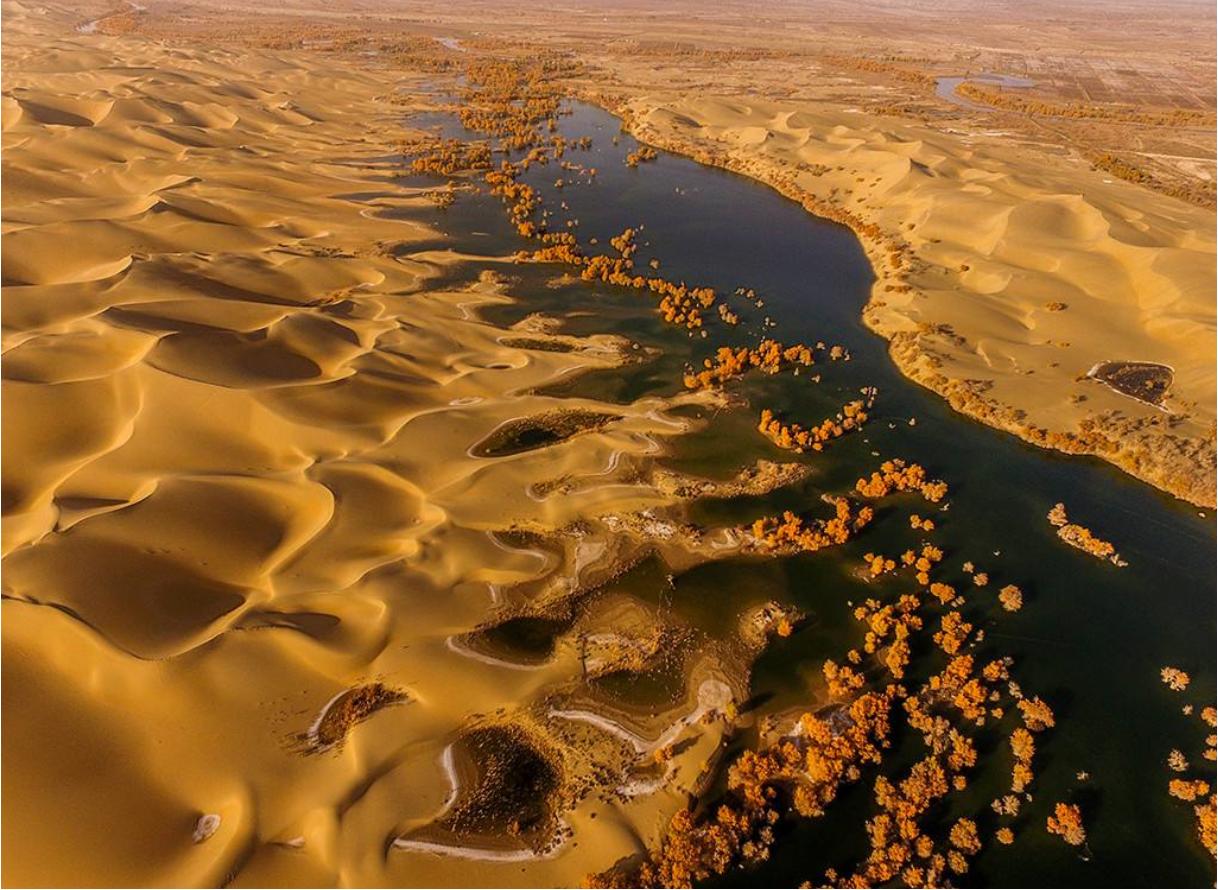 塔里木河沙漠绿洲,尉犁塔里木胡杨林自然保护区