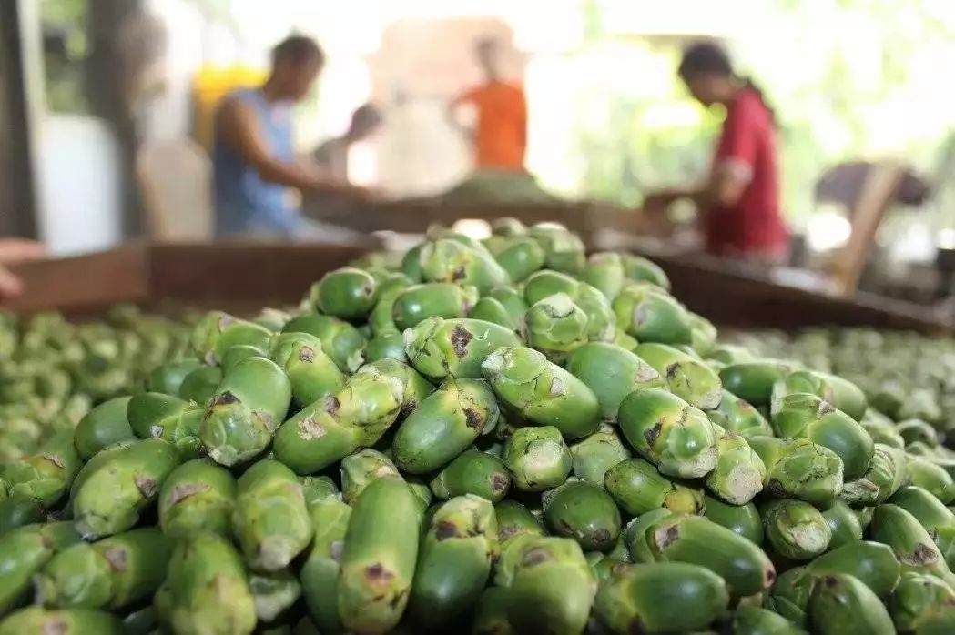 生槟榔和干槟榔哪一个危害大,嚼槟榔的坏处和坏习惯