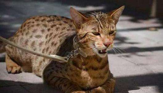 世界上最好的猫咪是什么品种,十大名贵猫72种猫咪品种大全