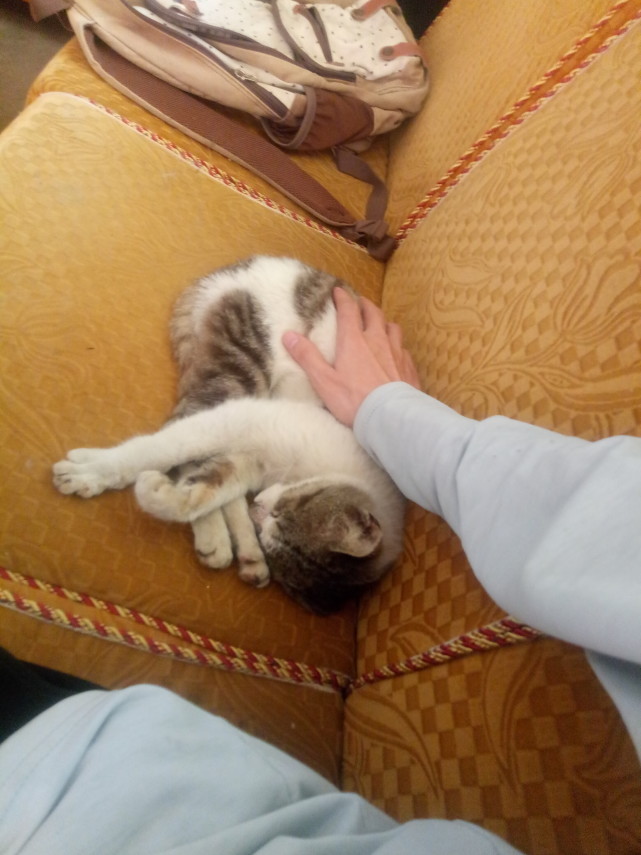 猫爬上树怎么救,为什么猫上树不下来