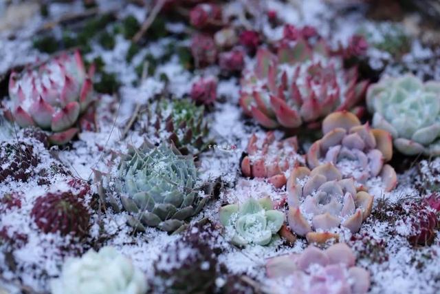 多肉冻伤的叶片要摘掉吗,多肉冻伤怎么救