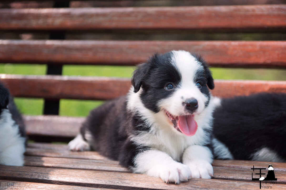 养宠经验分享狗狗泪痕是什么原因,养宠经验分享哈士奇狗狗掉毛
