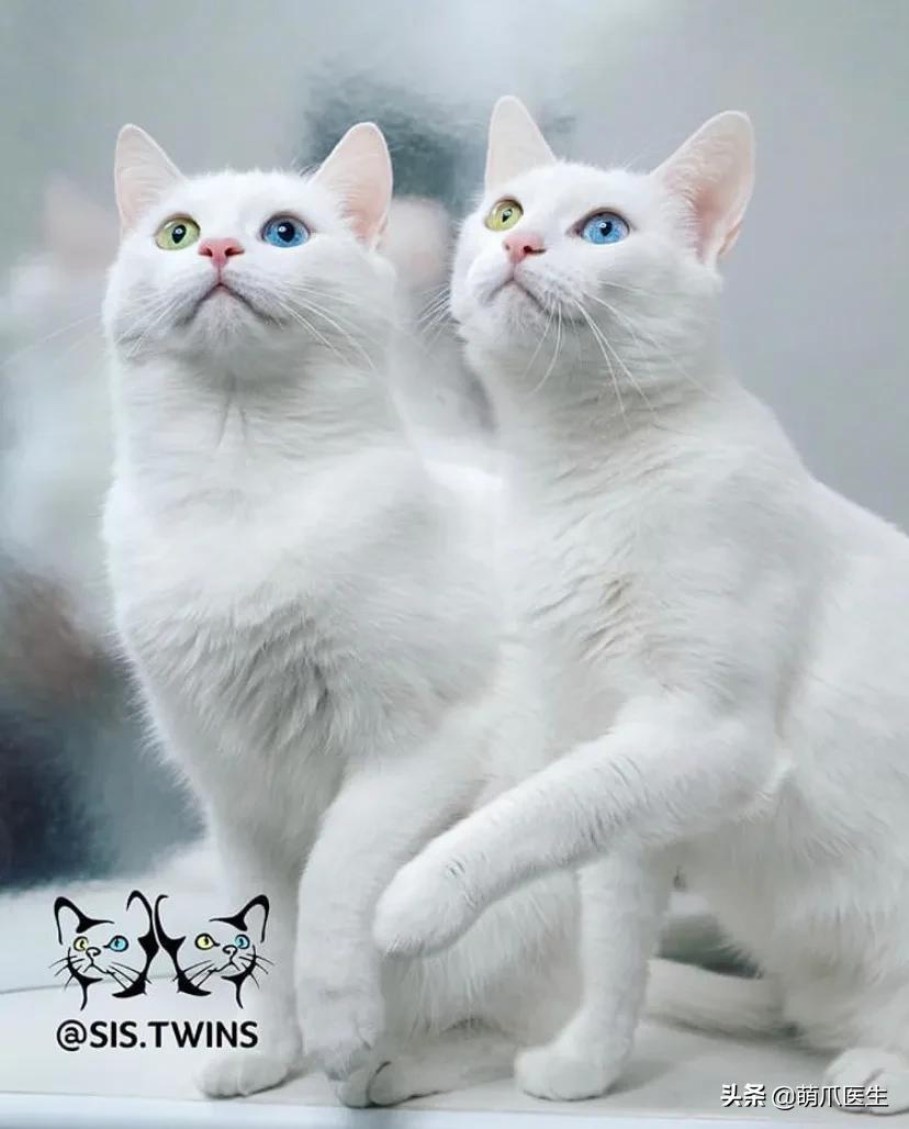 猫咪长大后还认得出兄弟姐妹吗,猫咪长大还记得自己的同胞兄弟吗