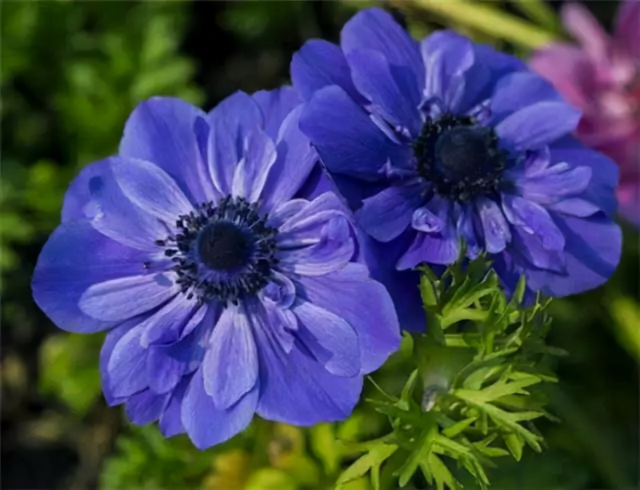 十种蓝色花,常见的六种蓝色花