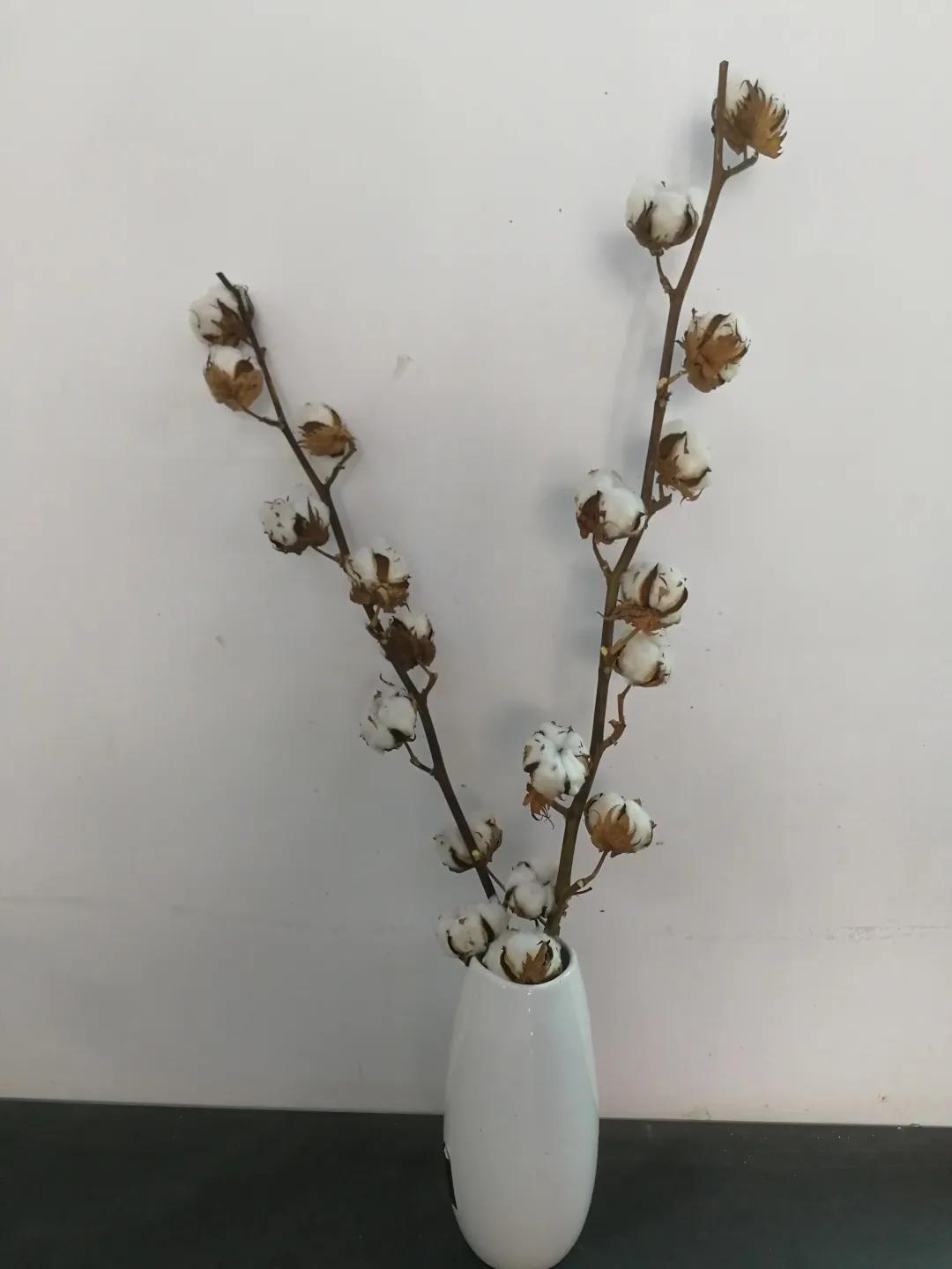 50种花材大全,常用鲜切花品种及图片