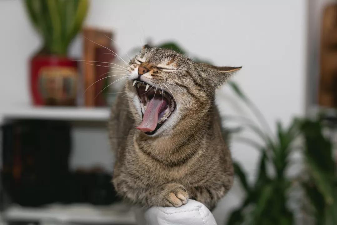 猫咪传染病科普,猫咪患了牙周炎怎么办