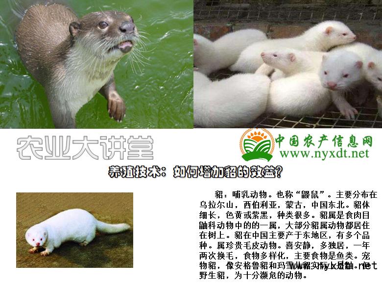 养殖貂的做法,养殖如何提升效率