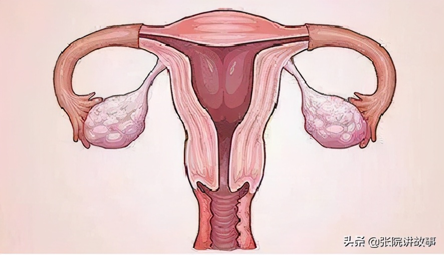 张院最新讲述视频,张院谈健康