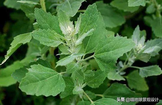 农村常见的野花野草哪些是能吃的,儿时在农村最常见的野花野草