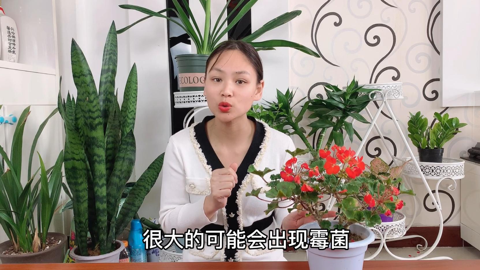 花土里长霉菌,花长霉菌了怎么办小妙招