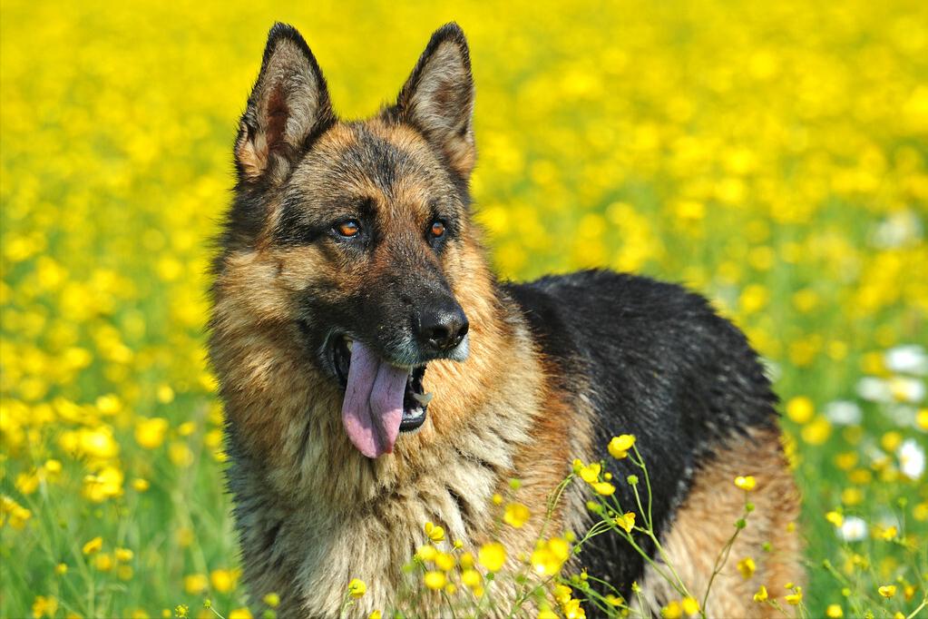 德牧拉稀有什么特效药,德牧拉稀怎么办
