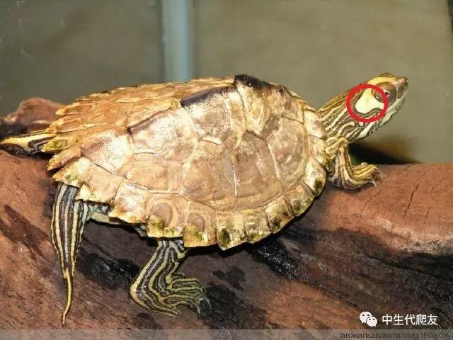 地图龟成体样子,地图龟种类及图解