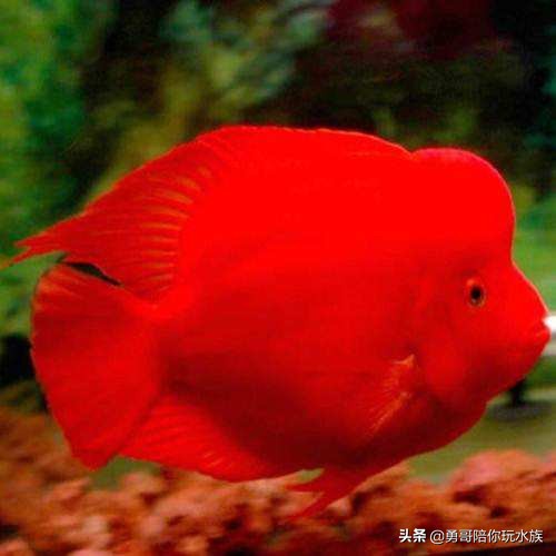 观赏鱼养殖技术大全鹦鹉鱼,新手养什么鹦鹉鱼最好养