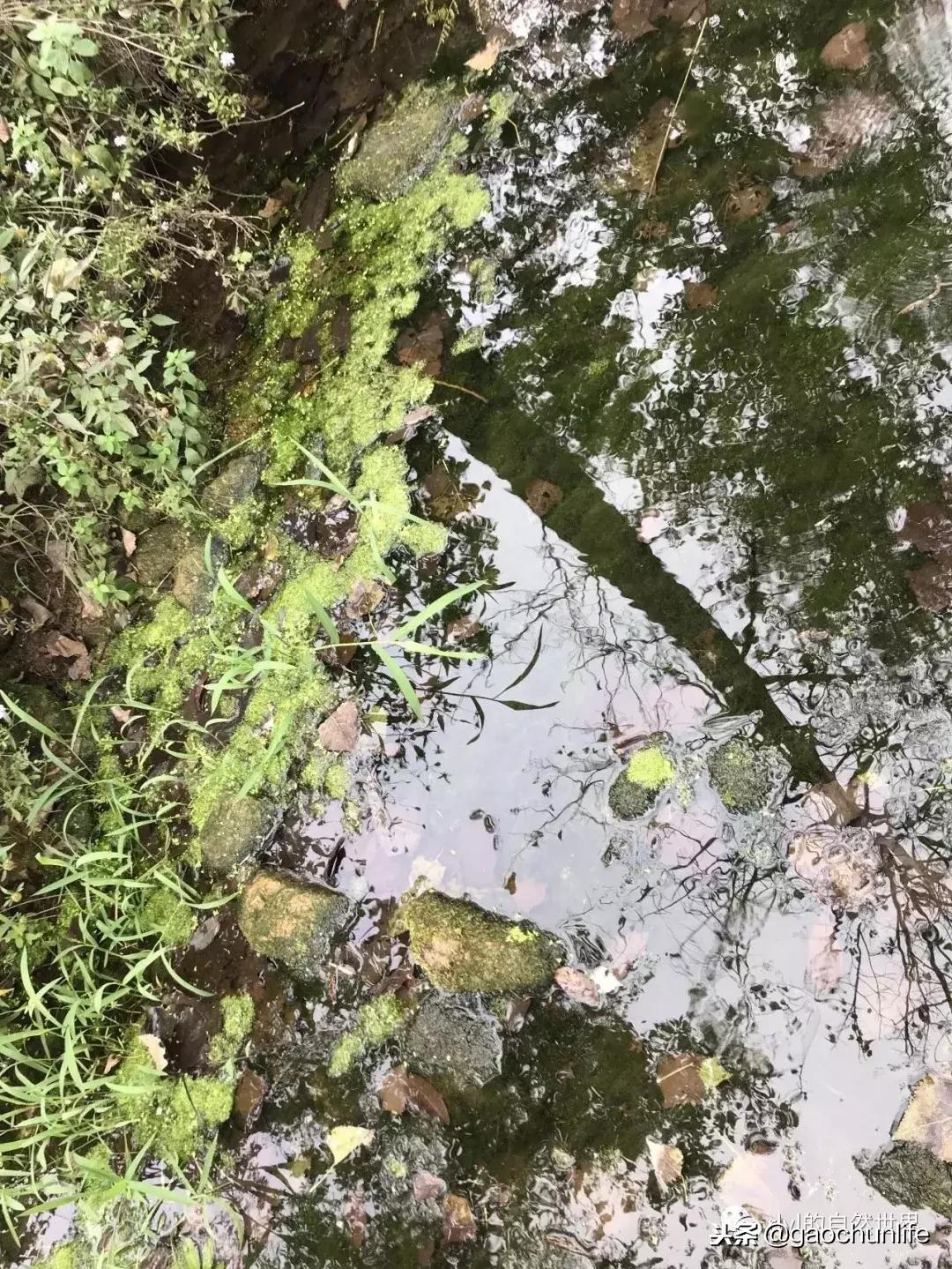 大草龟和小草龟谁好养,变异草龟和草龟的区别