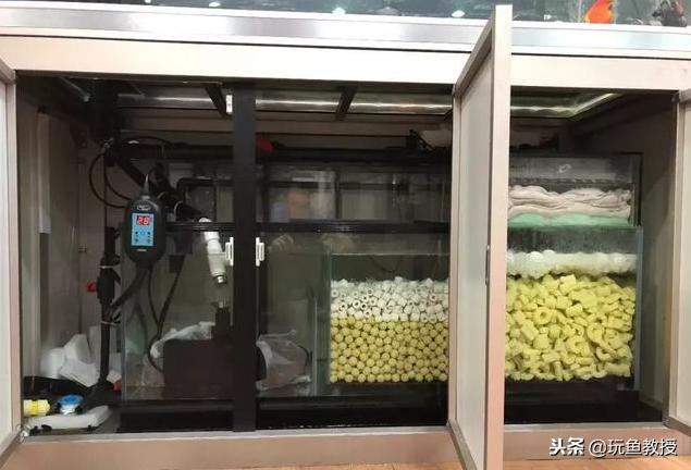 如何快速养出硝化细菌,新手如何养好硝化细菌