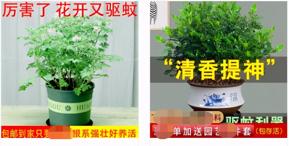 桃子水是驱蚊的吗,桃子水防蚊喷雾