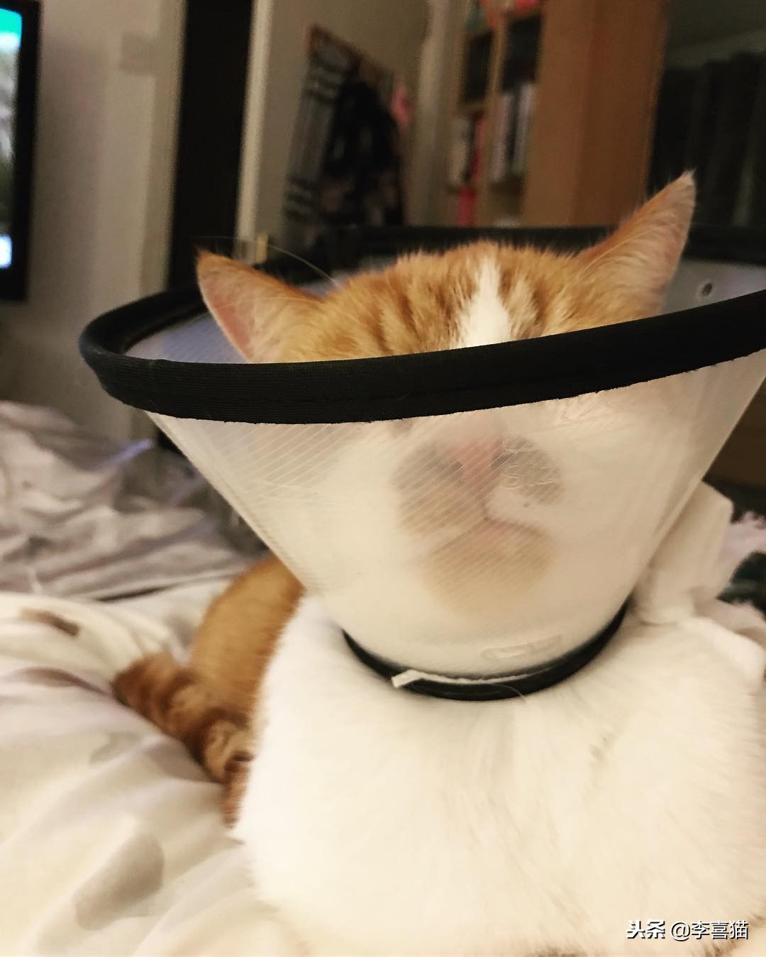 猫咪做完绝育有什么要注意的,猫咪绝育术后消炎药