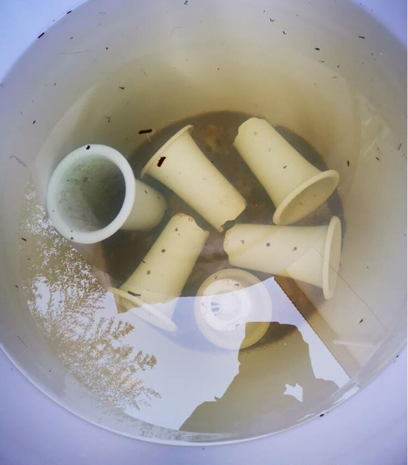 新买的兰花苗怎么样上盆,兰花上盆步骤详细演示讲解