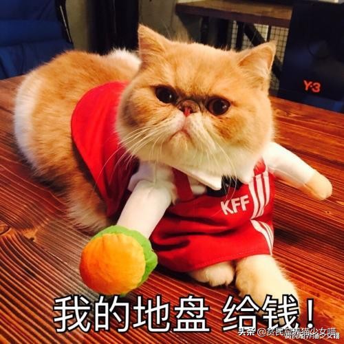 为什么不建议家养宠物猫笼养,猫咪笼养的标准是什么