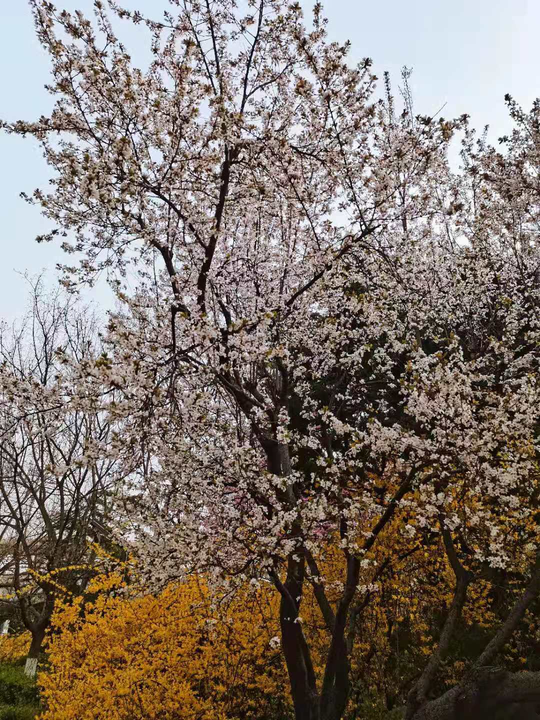 己所欲亦勿施于人优秀作文,己所不欲勿施于人的故事