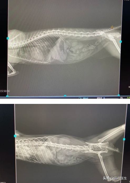 go猫粮翻车了怎么处理,猫吃猫粮死了