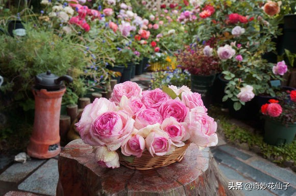 给大家推荐几款皮实好养的月季,好养不生病的月季有哪些品种