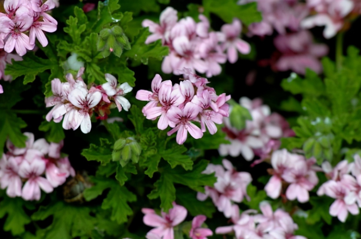 又到蚊虫乱飞的季节，家里放两盆“驱蚊花”，安全环保无蚊虫