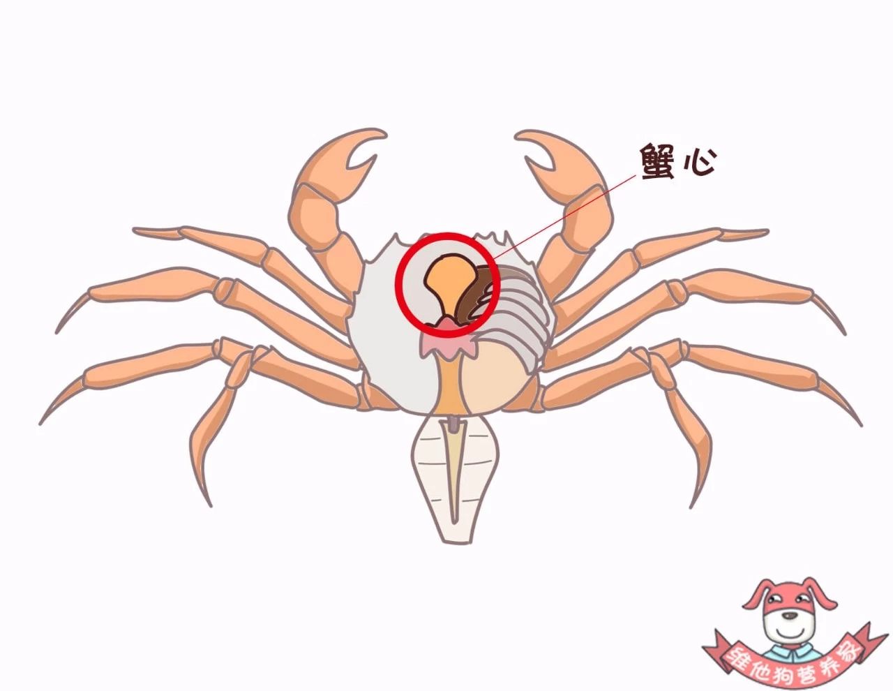 蟹黄蟹膏是什么蟹,河蟹蟹黄蟹膏是什么样的