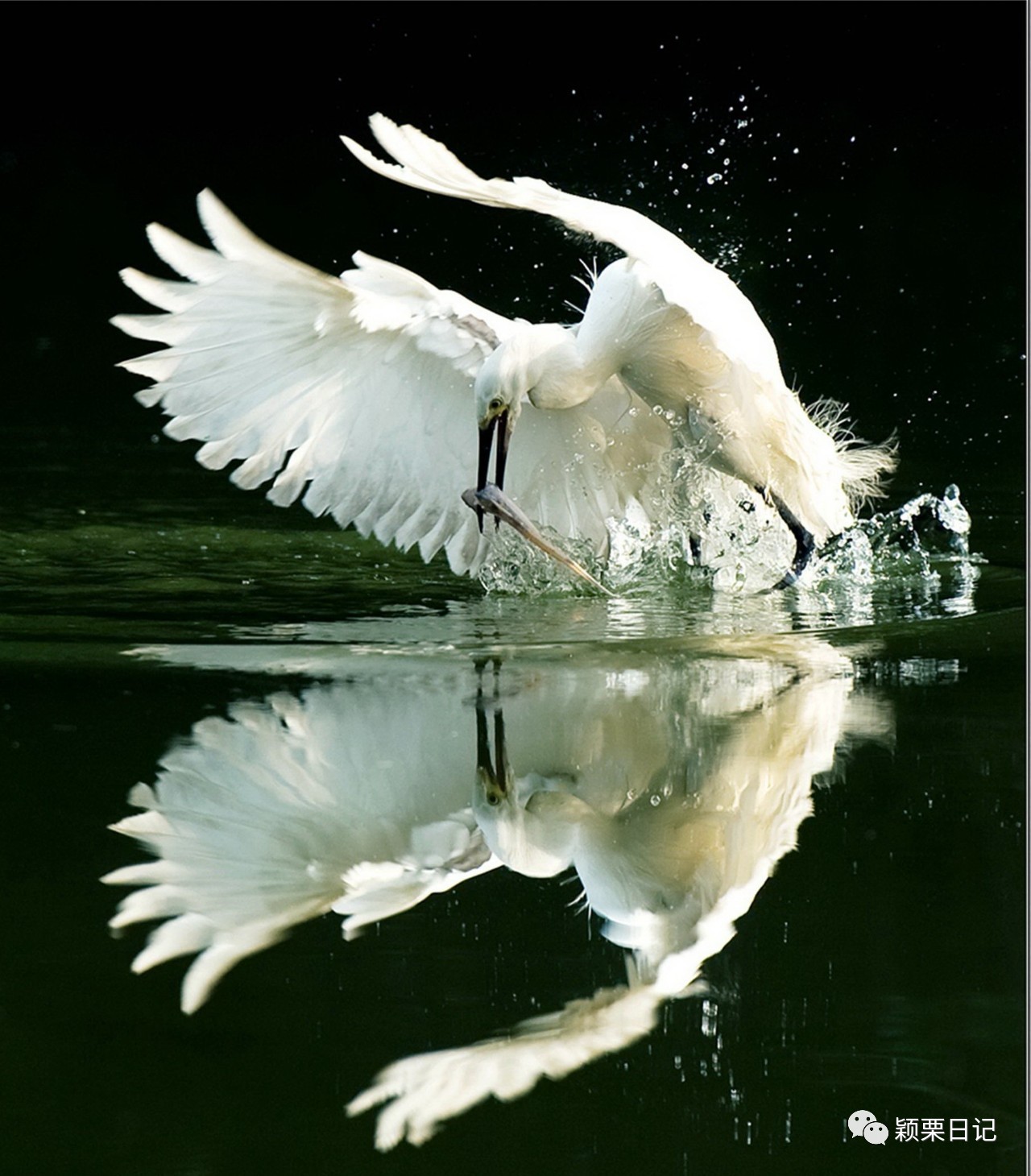 关于白鹭的资料,关于白鹭的资料五年级