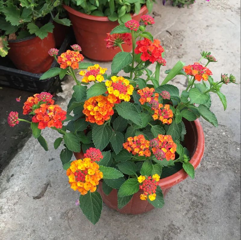 花卉五色梅的养植,如何才能让五色梅复花