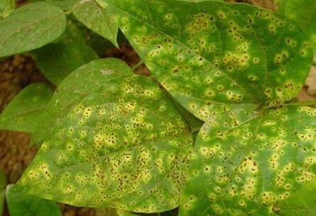 菜豆锈病药剂防治方法有哪些,菜豆锈病最适宜发生的条件有哪些