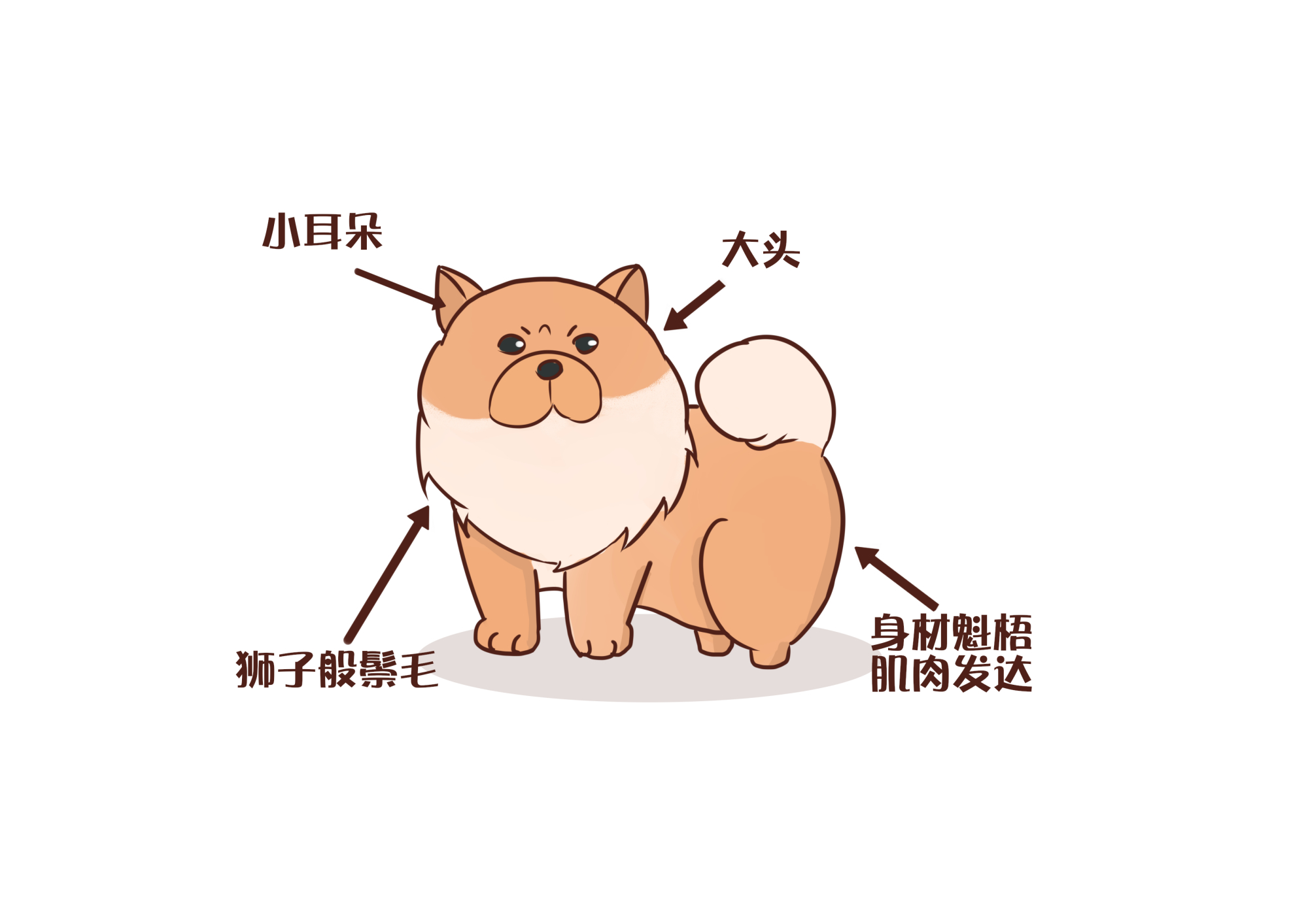 小体型狗狗品种有哪些巴哥犬,狗狗推荐排行榜第一名巴哥犬