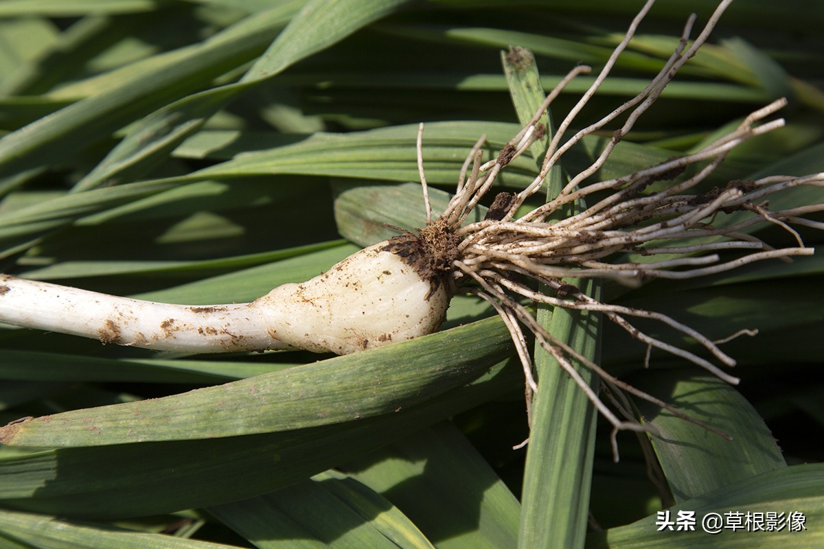 蒜苗产量一亩有多少利润,假蒜苗长什么样子