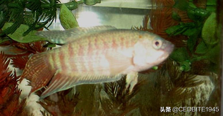 不死传说最强鲨鱼,新手十大养不死的观赏鱼