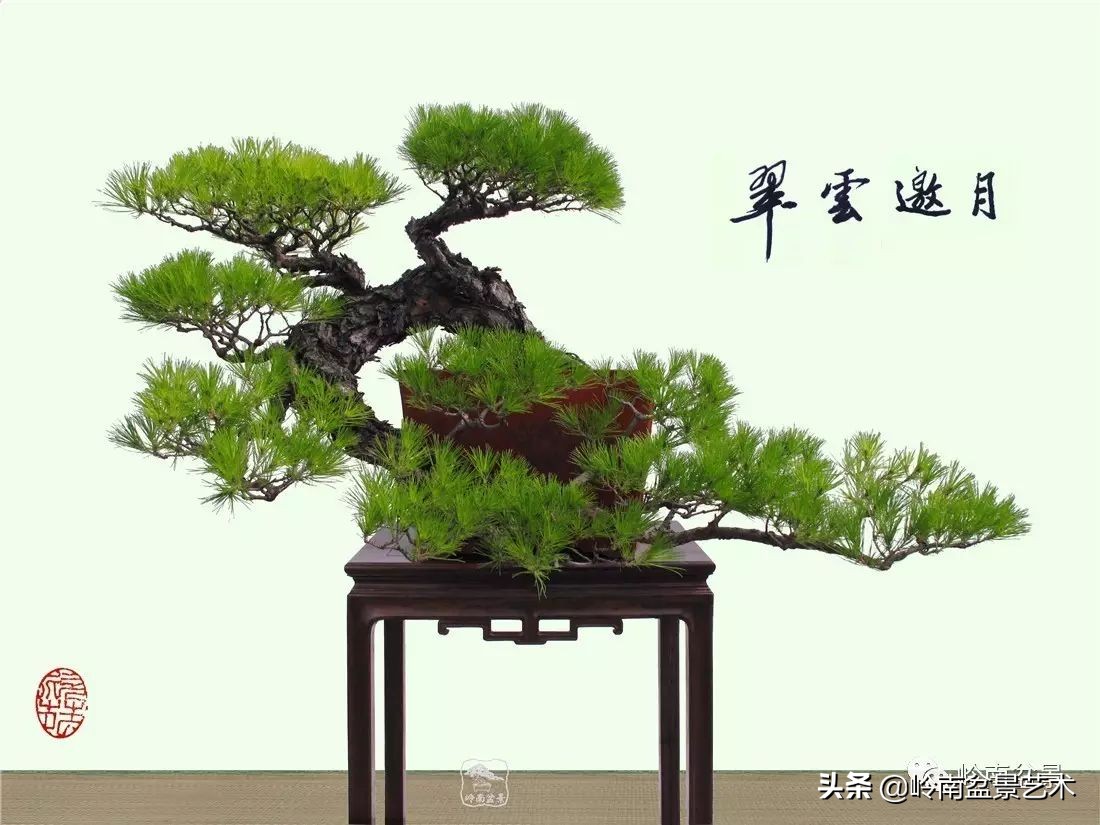 山松马尾松盆景,盆景大师郑永泰有书吗