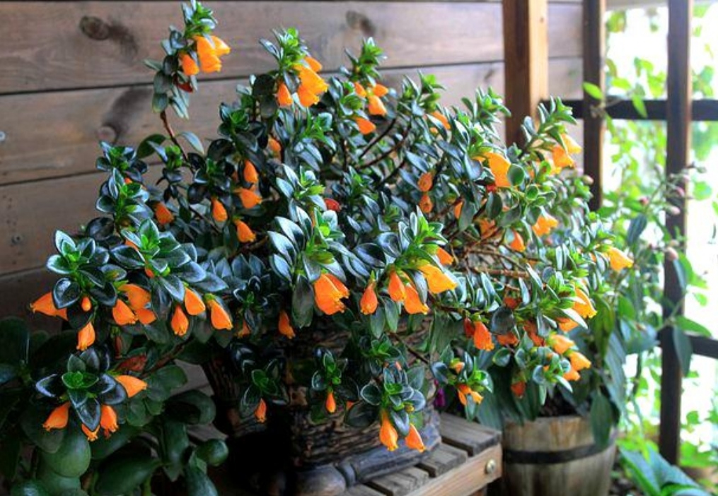 金鱼吊兰很多花苞怎么就不开花,金鱼吊兰开花期间怎么养护和浇水