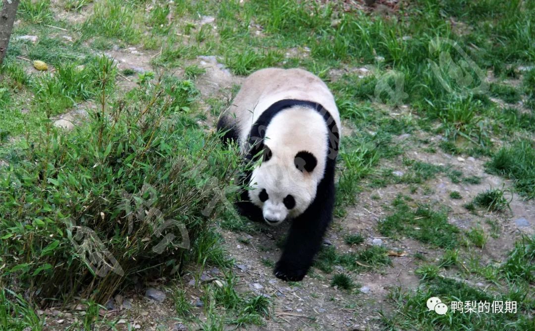 自驾车游遍中国之（一）——世界那么大，我想去神农架