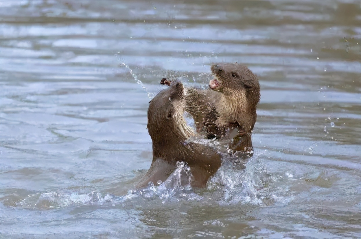 新加坡打架最惨烈的一次,新加坡出租车司机种族冲突