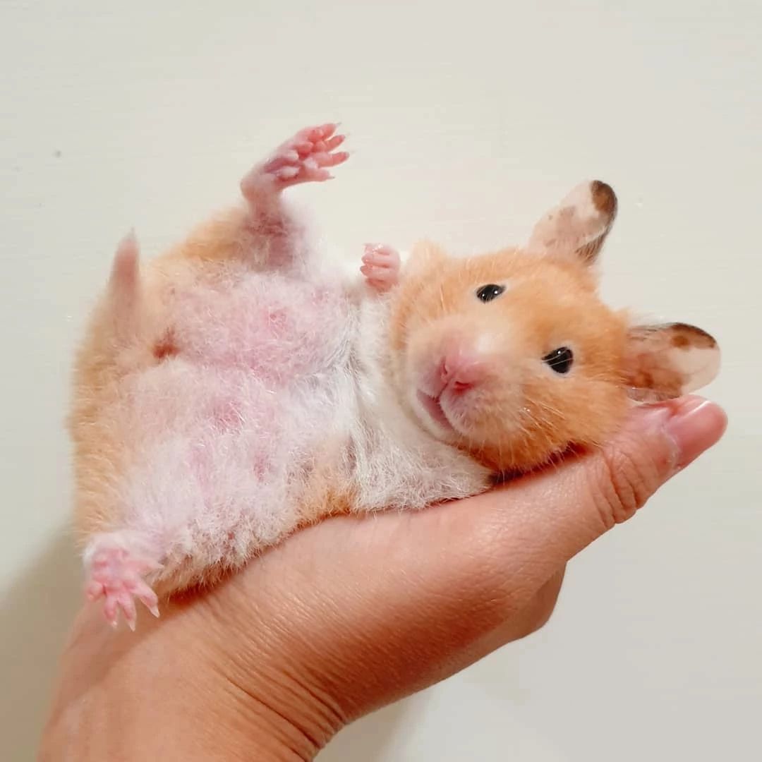 仓鼠拉红色粑粑是不是生病了,仓鼠为什么吃掉自己的粑粑