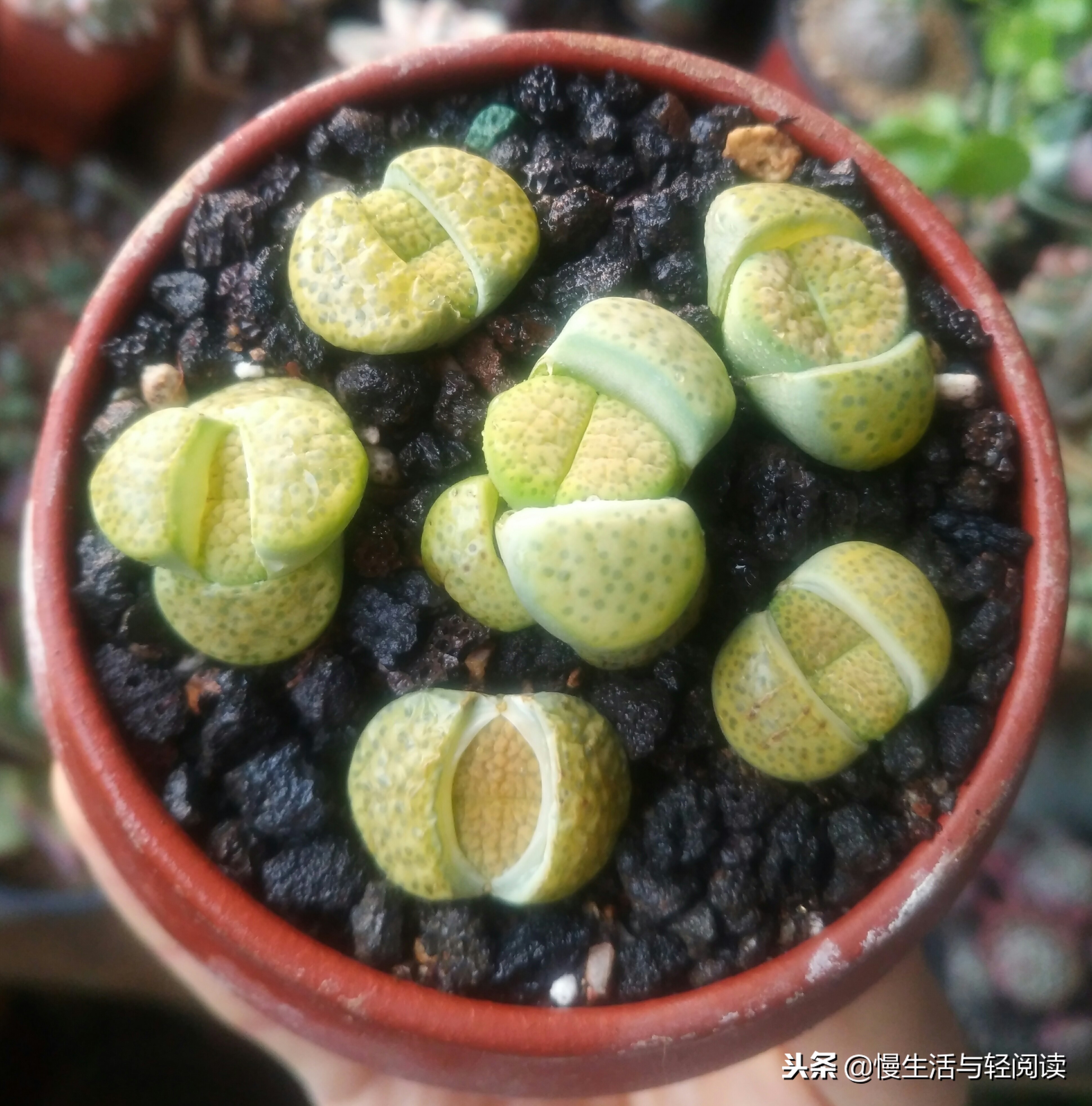 《慢生活·轻阅读》1480期