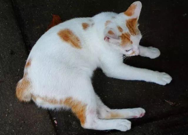 家庭伴侣宠物,家庭伴侣犬适合陪伴孩子的小型犬