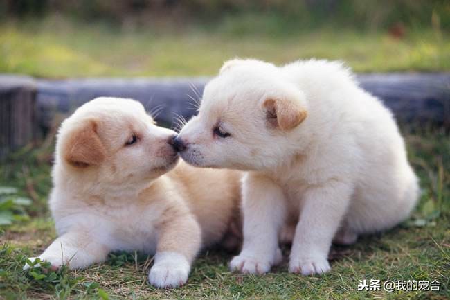 开宠物店怎么运营才能赚钱,养宠物狗开宠物店赚钱吗