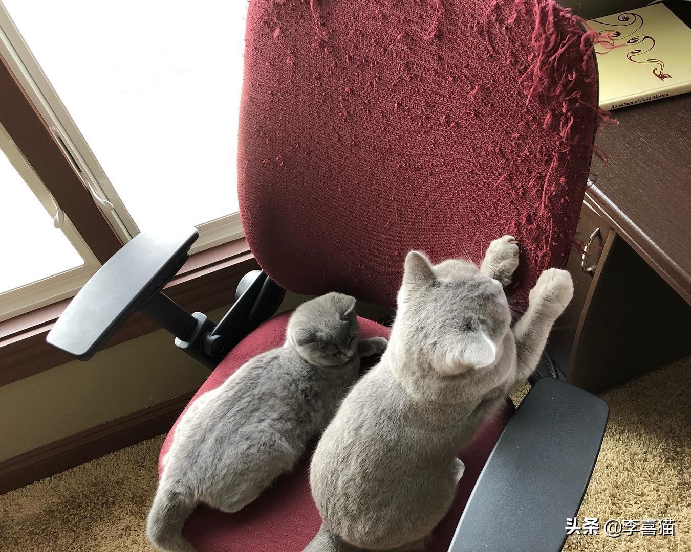 怎么防止猫咪挠家具,如何解决猫咪挠家具