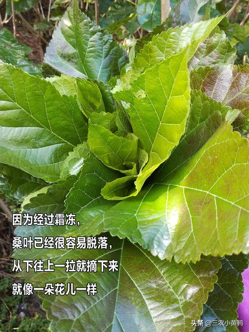 农村俗语霜降打了霜,冬天霜打桑叶有什么好处