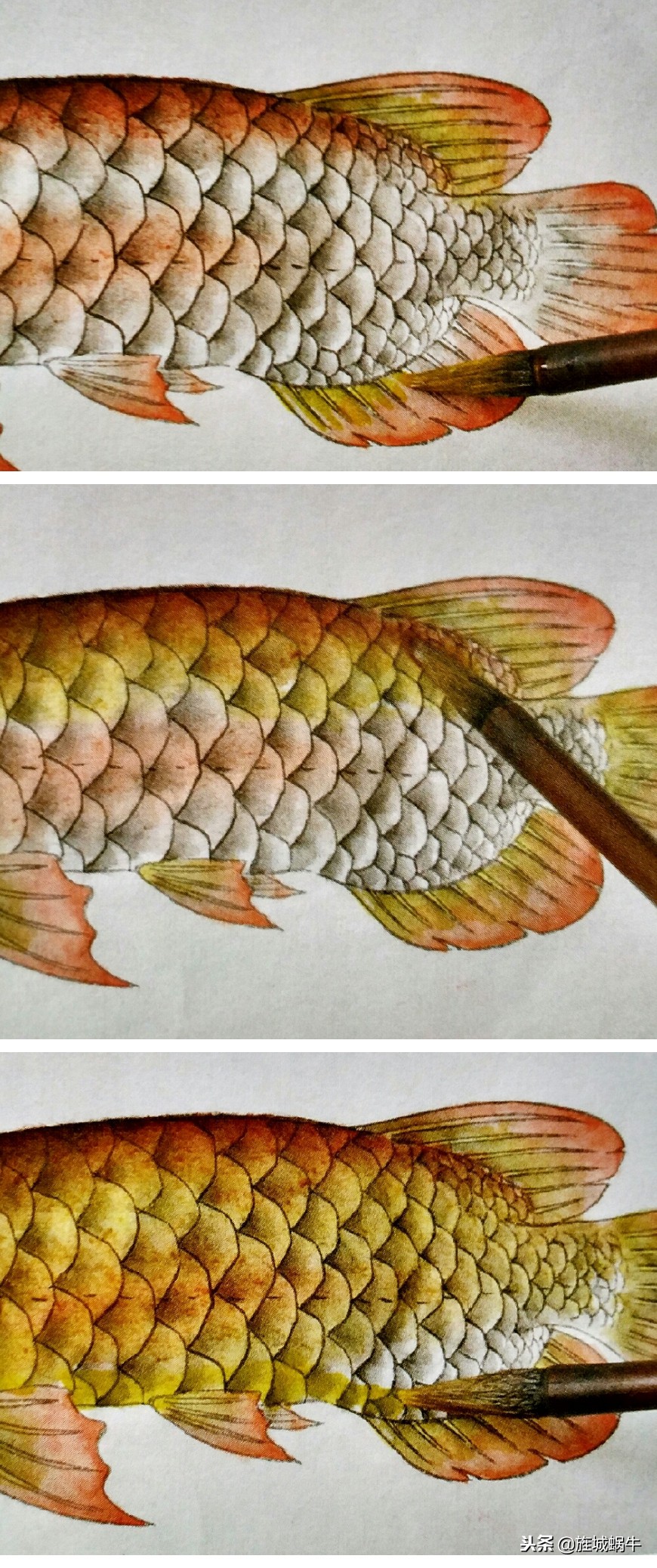 怎么样画出特别大的金龙鱼,金龙鱼的淡色工笔画法